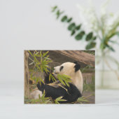 Giant Panda Briefkaart (Staand voorkant)