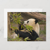 Giant Panda Briefkaart (Voorkant / Achterkant)
