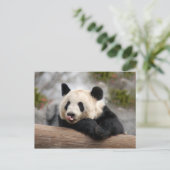 Giant Panda Briefkaart (Staand voorkant)