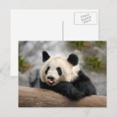 Giant Panda Briefkaart (Voorkant / Achterkant)