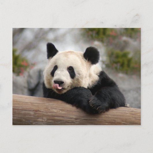 Giant Panda Briefkaart (Voorkant)