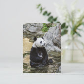 Giant Panda Briefkaart (Staand voorkant)