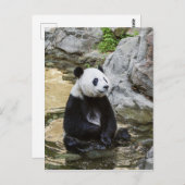 Giant Panda Briefkaart (Voorkant / Achterkant)