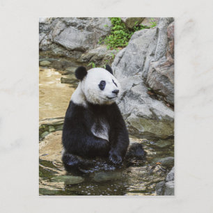 Giant Panda Briefkaart