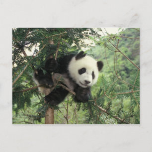 Giant Panda cub klimt een boom, Wolong Valley, Briefkaart