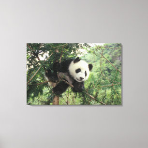 Giant Panda cub klimt een boom, Wolong Valley, Canvas Afdruk