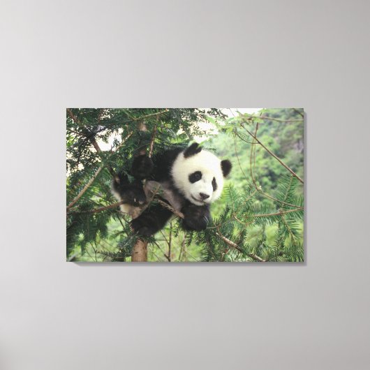 Giant Panda cub klimt een boom, Wolong Valley, Canvas Afdruk (Voorkant)