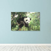 Giant Panda cub klimt een boom, Wolong Valley, Canvas Afdruk (Insitu (Houten vloer))