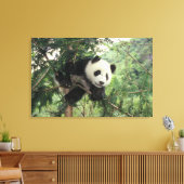 Giant Panda cub klimt een boom, Wolong Valley, Canvas Afdruk (Insitu (Woonkamer))