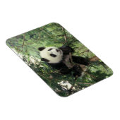 Giant Panda cub klimt een boom, Wolong Valley, Magneet (Rechterzijde)