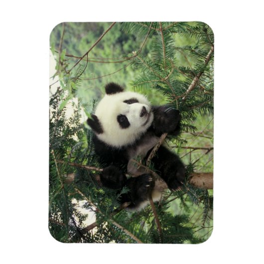 Giant Panda cub klimt een boom, Wolong Valley, Magneet (Verticaal)