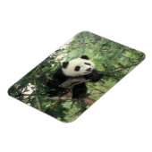 Giant Panda cub klimt een boom, Wolong Valley, Magneet (Linkerzijde)