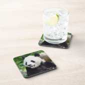Giant Panda Eating Bamboo Bier Onderzetter (Rechterzijde)