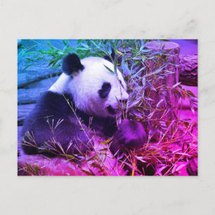 Giant panda eating bamboo briefkaart