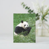 Giant Panda Eating Bamboo Briefkaart (Staand voorkant)