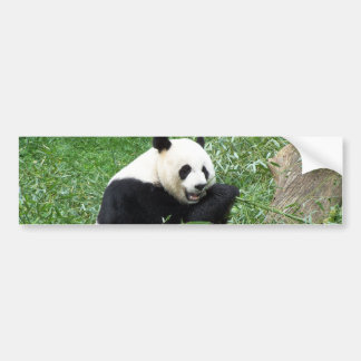 Giant Panda Eating Bamboo Bumpersticker