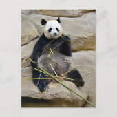 Giant panda eating bamboo feestdagenkaart (Voorkant)
