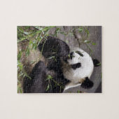 Giant panda eating bamboo legpuzzel (Horizontaal)