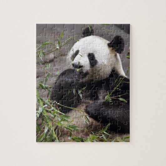 Giant panda eating bamboo legpuzzel (Verticaal)