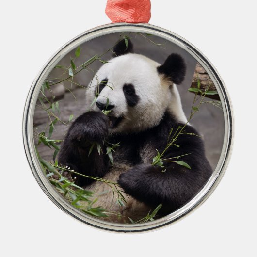 Giant panda eating bamboo metalen ornament (Voorkant)