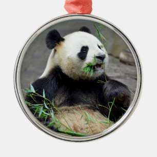 Giant panda eating bamboo metalen ornament