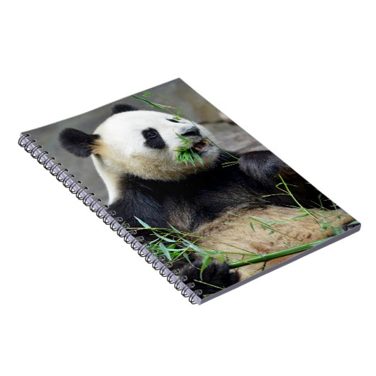 Giant panda eating bamboo notitieboek (Rechterzijde)