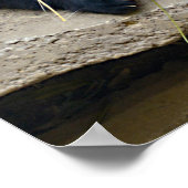 Giant panda eating bamboo poster (Hoek)