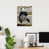 Giant panda eating bamboo poster (Thuiskantoor)