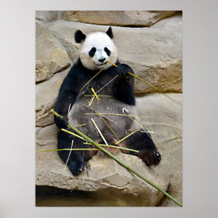 Giant panda eating bamboo poster