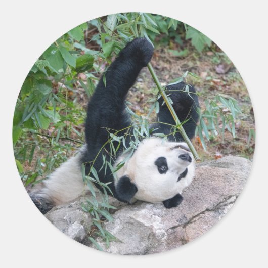 Giant Panda Eating Lunch Stickers (Voorkant)