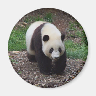 Giant Panda Foto Circle Magnet Magneet