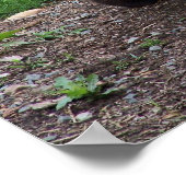 Giant Panda Foto Poster (Hoek)