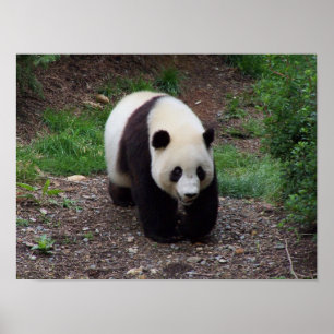 Giant Panda Foto Poster