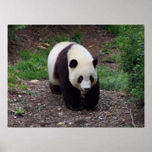 Giant Panda Foto Poster (Voorkant)
