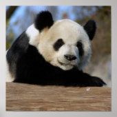 Giant Panda Framed Print (Voorkant)