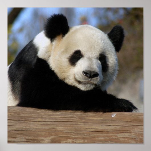 Giant Panda Framed Print (Voorkant)