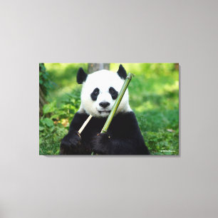 Giant Panda Holding Bamboo Canvas Afdruk
