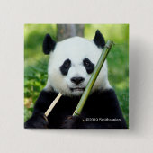 Giant Panda Holding Bamboo Vierkante Button 5,1 Cm (Voorkant)