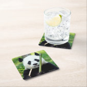 Giant Panda Holding Bamboo Vierkante Kartonnen Onderzetter (Insitu)
