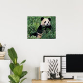 Giant panda in het gras, Wolong Valley, Sichuan Poster (Thuiskantoor)