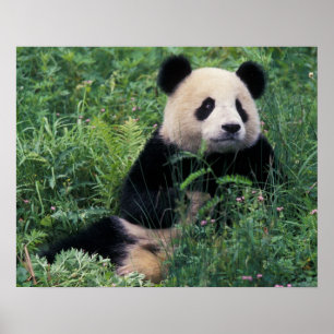 Giant panda in het gras, Wolong Valley, Sichuan Poster