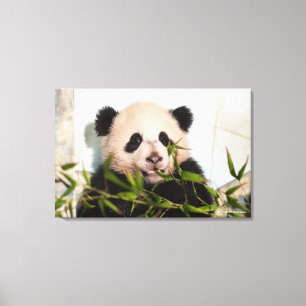 Giant Panda leaning Against Wall Canvas Afdruk