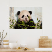 Giant Panda leaning Against Wall Poster (Keuken)