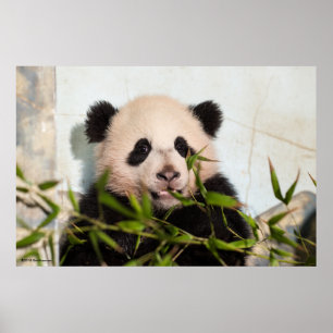 Giant Panda leaning Against Wall Poster