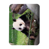 Giant Panda Mei Xiang Magneet (Verticaal)