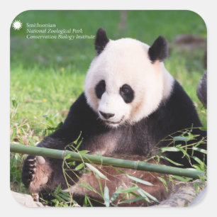 Giant Panda Mei Xiang Vierkante Sticker