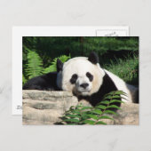 Giant Panda Napping Briefkaart (Voorkant / Achterkant)