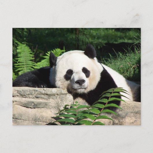 Giant Panda Napping Briefkaart (Voorkant)