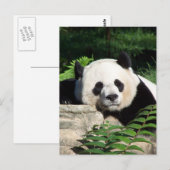 Giant Panda Napping Briefkaart (Voorkant / Achterkant)