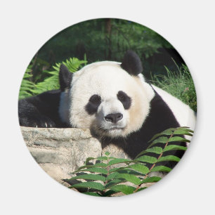 Giant Panda Napping Magneet